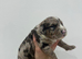 Merl Whoodle puppies