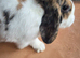 Stunning gorgeous girl mini lop