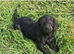 Toy Poodle x Mini Dachshund Puppies