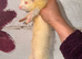 Semi angora ferret small jill