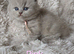 Gorgeous British Shorthairs