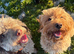 BEAUTIFUL COCKAPOO PUPPIES