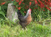 POL Pullets Different Colours