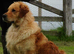 KC HEALTH TESTED GOLDEN RETRIEVERS