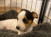 Miniature Jack Russell male pup