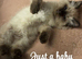 Female rag doll