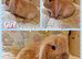 Mini lop kits