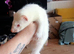 6 hob baby ferrets