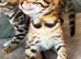 TICA PUREBRED Rare Snow/ Charcoal carrying bengal kittens!