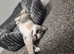 Beautiful TICA REG 7 months old Blue And White Tortie British Shorthair Girl