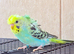 Beautiful young budgies available