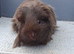 Rare gorgeous sow guinea pigs