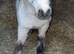 Partbred Falabella mare