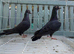 Racing pigeons
