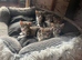 Tabby littens