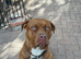 cane corso cross female for sale