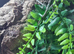 Eastern Casque Headed Iguanas