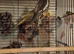 Hand tame cockatiels