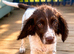 Two beautiful springer spaniels