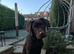 Chocolate Labrador retriever for stud