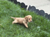 7 beautiful show cocker spaniels