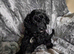 Stunning f1b cavapoo
