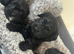 Beautiful little baby’s