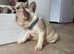 French bulldog puppies