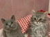 Two beautiful British Shorthair and Longhair Kittens