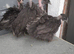 Necked neck bantam chickens