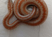 2026 coastal rosy boas