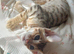 Tabby oriental