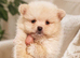 Beautiful pomeranian puppies