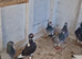 Racing pigeons