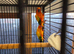Red sun conure and sun conure