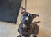 Sharpei cross staffy