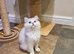 Beautiful Pedigree Chinchilla Persian Kittens.