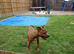 Staffordshire bull terrier x presa canarro