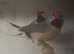 Pair of hex finches