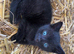 Farm kittens for sale (friendly)