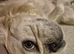 KC registerd fluffy cream male french bulldog