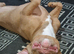 Pocket bully for rehome