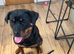 Male puppy Rottweiler
