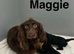 Maggie lovely black cockapoo girls