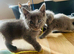 10 beautifull kittens ️ looking forever homes