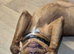 Dogue de Bordeaux cross springer