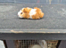 Baby guinea pigs
