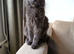 BLUE SMOKE MAINE COON