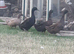 Indian runner ducks/ 1 khaki Campbell duck