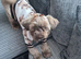 Beautiful 10 month old Shihtzu imperial
